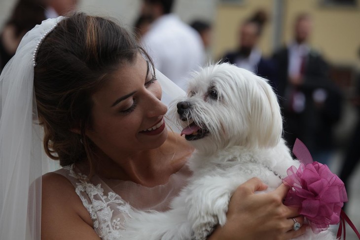 cane al matrimonio